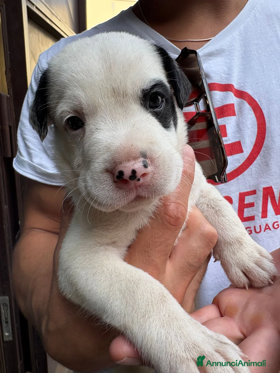 Meticcio cani in regalo: REGALASI CUCCIOLI FUTURA TAGLIA MEDIA - Annuncio 2