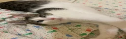 Europeo gatti in regalo: 2micine 2mesi tigrate/bianche SOS MILANO - Annuncio 2