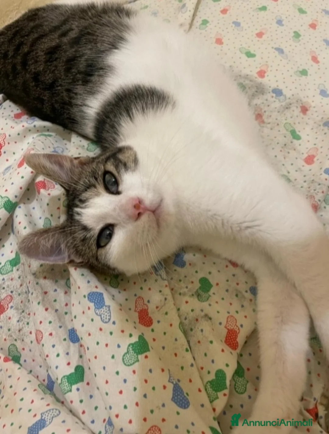 Europeo gatti in regalo: 2micine 2mesi tigrate/bianche SOS MILANO - Annuncio 2
