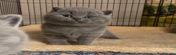 British gatti in vendita: British shorthair blu - Annuncio 17