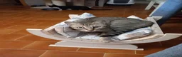 Europeo gatti in regalo: Tenero micino da adottare, JAMES! - Annuncio 4