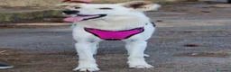 Meticcio cani in regalo: ERIS 🩷 PRONTA A CORRERE VERSO CASA a Provincia di Padova - Annuncio 4