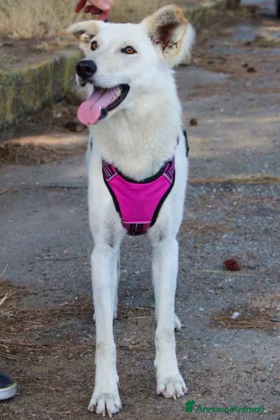 Meticcio cani in regalo: ERIS 🩷 PRONTA A CORRERE VERSO CASA a Provincia di Padova - Annuncio 4