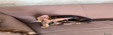 Farfallina