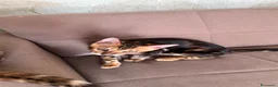 Bengala gatti in vendita: Bengala TICA Bellissimi ed Adorabili  a Città Metropolitana di Napoli - Annuncio 32