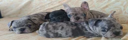 Bulldog Francese cani in vendita: Bulldog francese cuccioli  - Annuncio 5