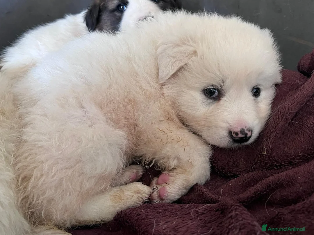 Meticcio cani in regalo: Cuccioli simil maremmano  a Provincia di Varese - Annuncio 7