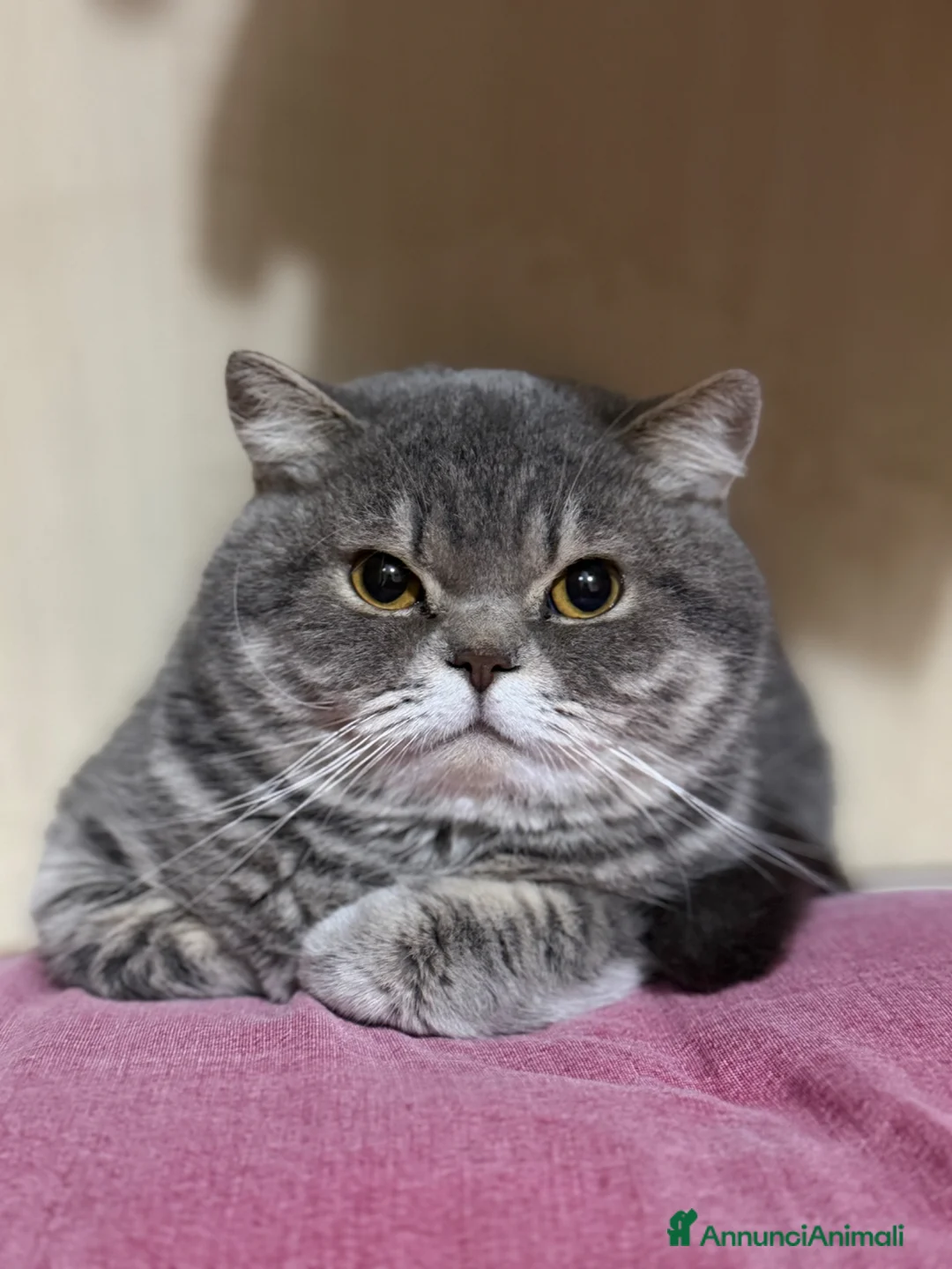 Scottish gatti in vendita: Maschio Scottish Straight - Annuncio 2