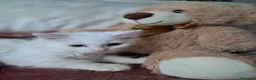 Angora turco gatti in vendita: Angora turco - Annuncio 5