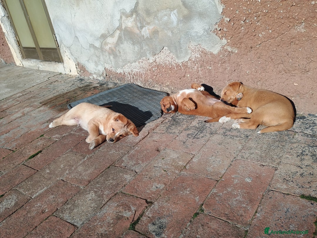 Meticcio cani in vendita: 4 Piccoli vicino Mantova Cercano un Nuovo Inizio! - Annuncio 7