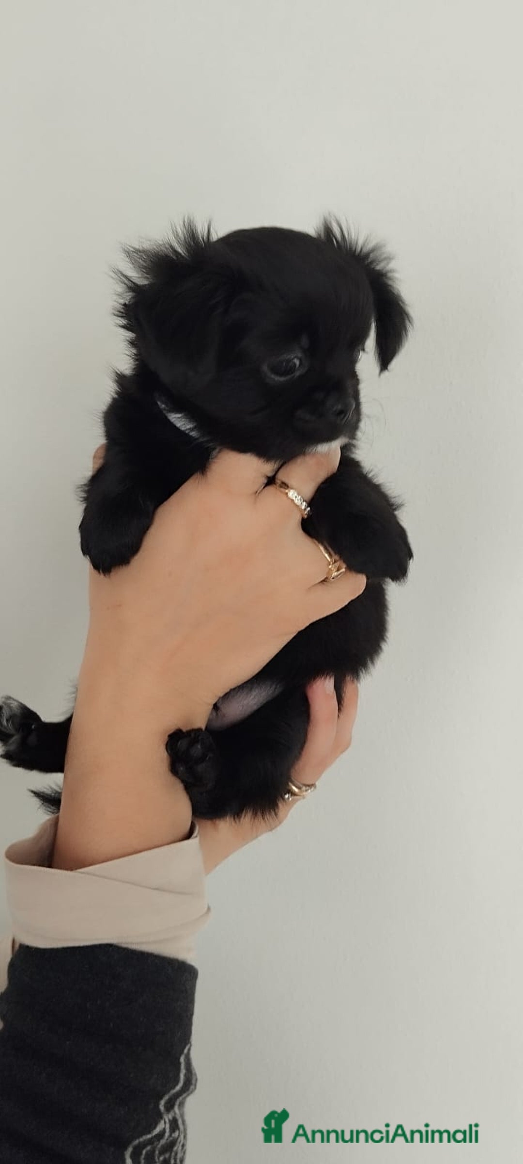 Chihuahua cani in vendita: Cuccioli chihuahua pelo lungo - Annuncio 2