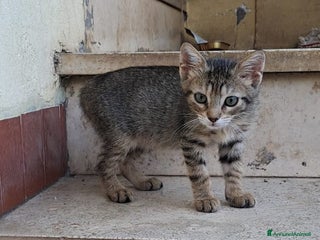 Meticcio cani SOS DOLCE NEMO - Annuncio 28