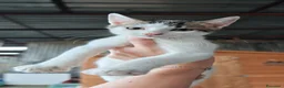 Meticcio gatti in regalo: I Mocaccini - Annuncio 4