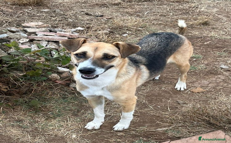 Meticcio cani a Provincia di Varese - Annuncio 3