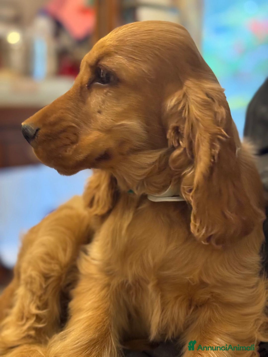 Cocker cani in vendita: Cucciola Femmina Cocker Spanile Inglese  - Annuncio 3