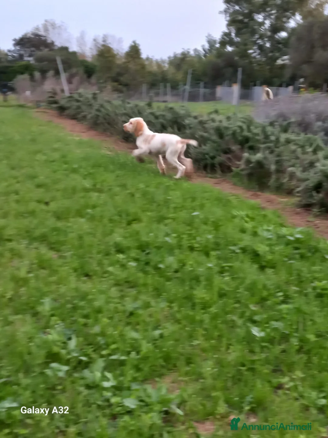 Spinone cani in vendita: Cedo cucciolo di spinone - Annuncio 3