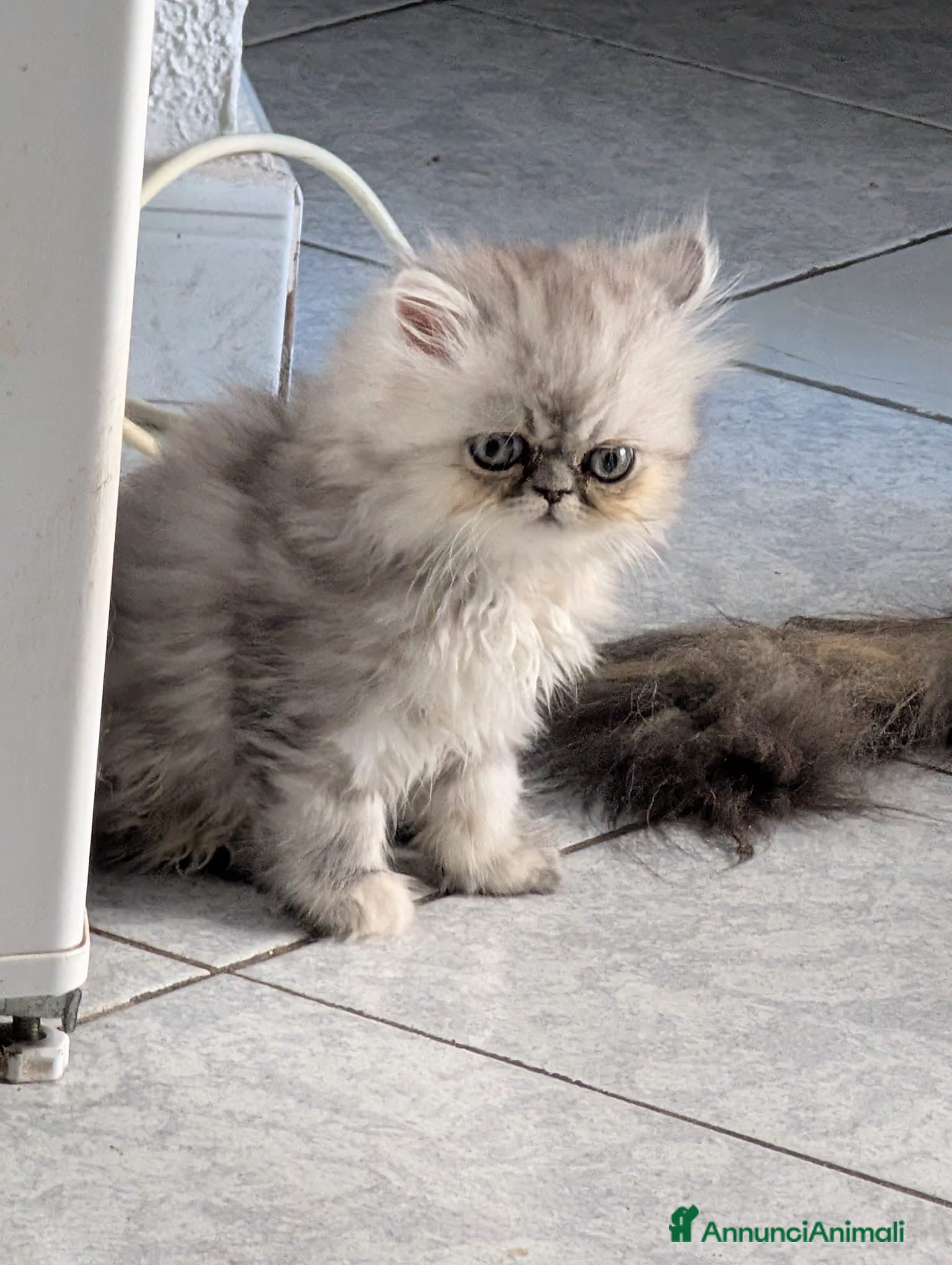 Persiano gatti Splendidi Cuccioli di Persiano - Annuncio 26
