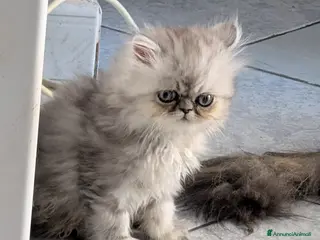 Persiano gatti Splendidi Cuccioli di Persiano - Annuncio 26