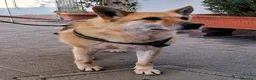 Meticcio cani in regalo: LUPA PASTORE TEDESCO - Annuncio 2