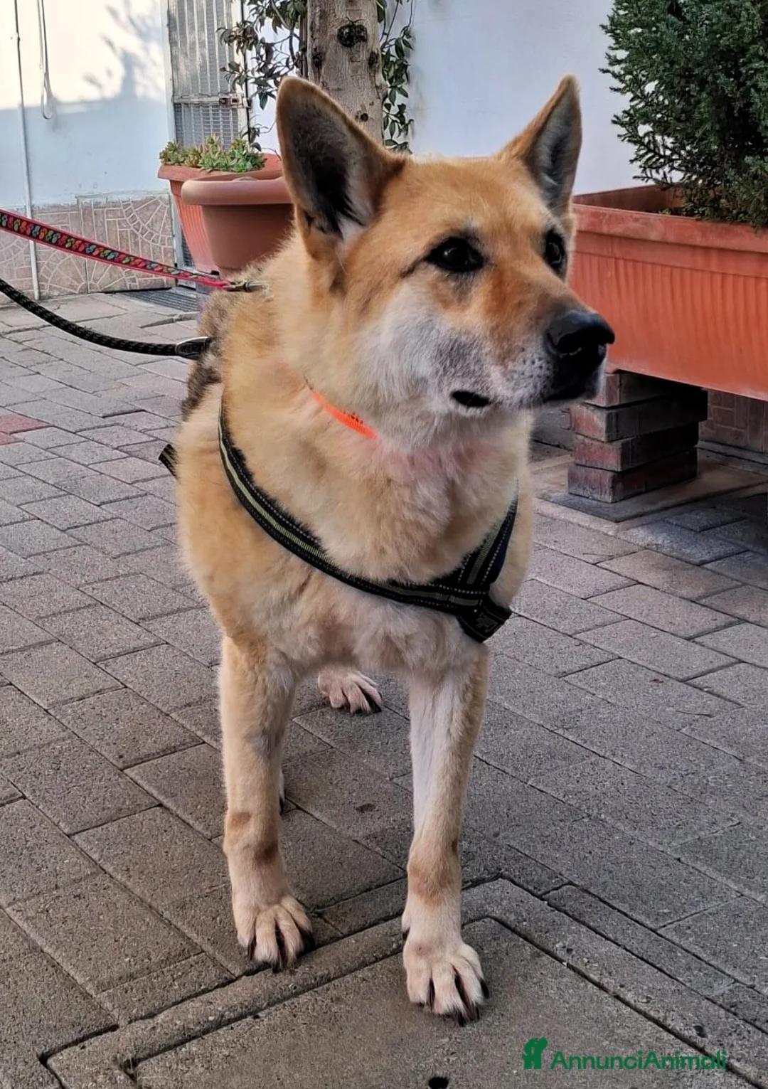 Meticcio cani in regalo: LUPA PASTORE TEDESCO - Annuncio 2