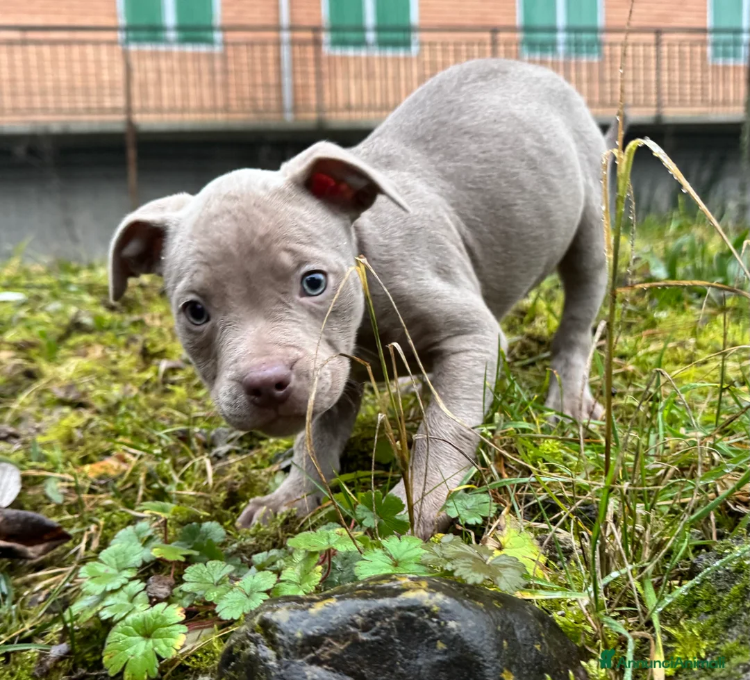 Pitbull cani in vendita: American Pitbull Terrier - Annuncio 6