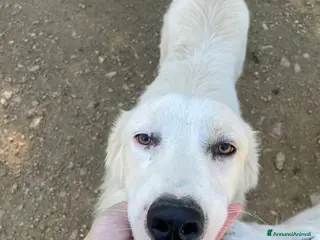 Meticcio cani IL MERAVIGLIOSO OSLINO - Annuncio 20