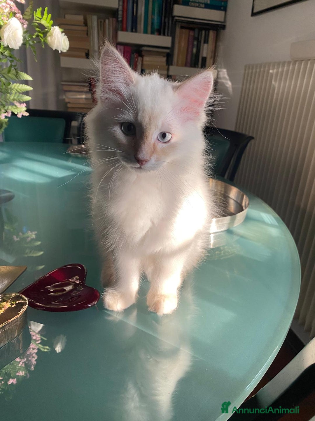 Siberiano gatti in vendita: Gatto siberiano anallergico con pedigree  a Ente di decentramento regionale di Udine - Immagine 2