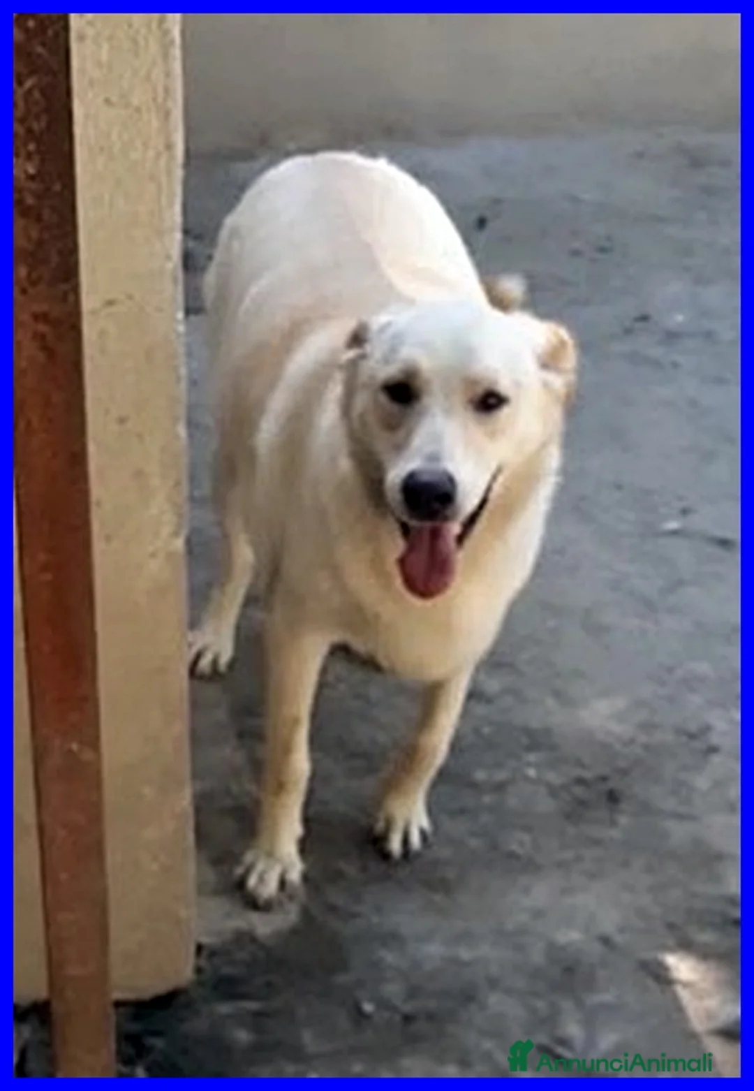 Meticcio cani in regalo: FOLK adorabile pacioccone! - Annuncio 4