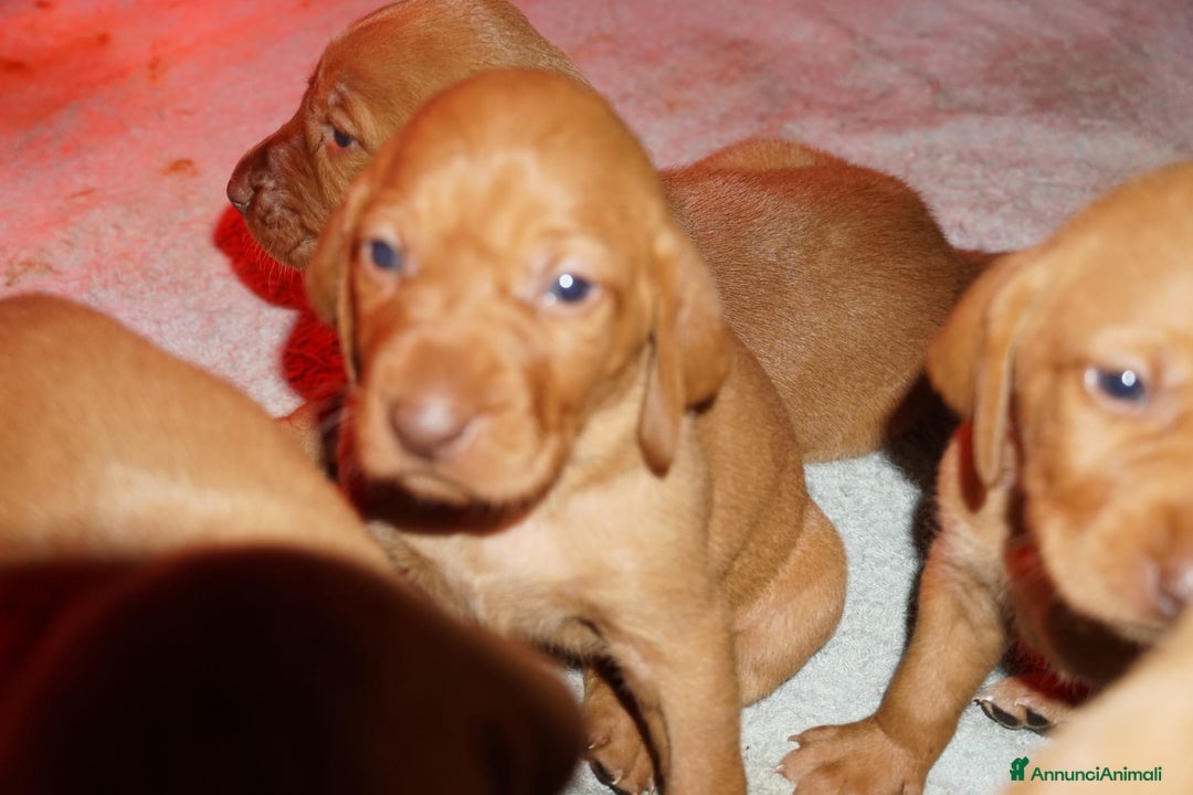 Vizsla cani in vendita: Cucciolata Vizla - Bracco Ungherese - Immagine 11