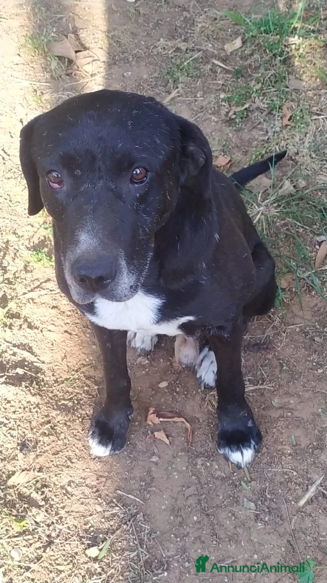 Meticcio cani in regalo: NEANCHE UNA RICHIESTA PER QUESTO NONNINO!?!? - Annuncio 3