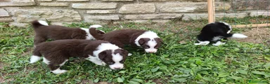 Border Collie 2