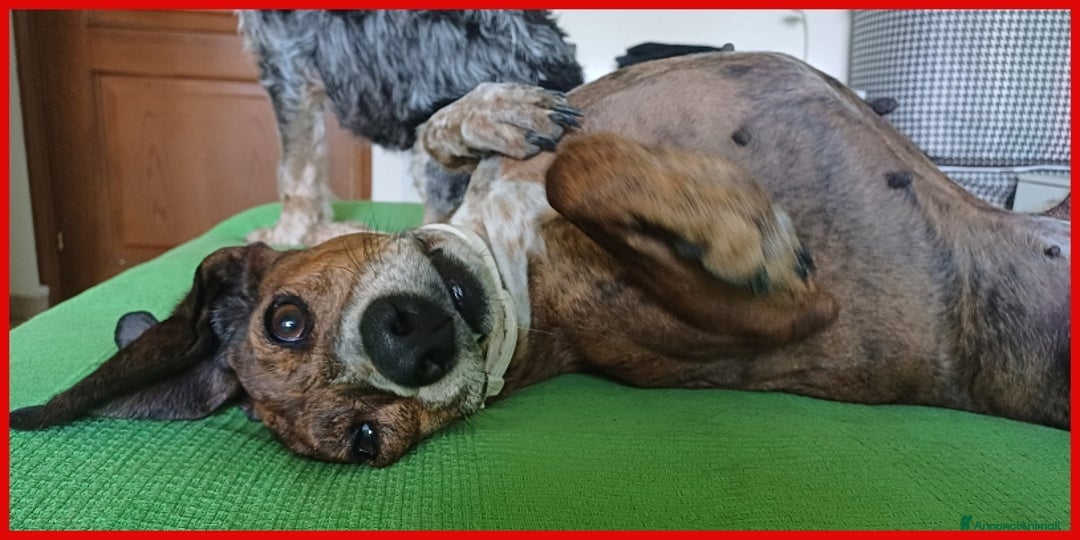 Segugio Maremmano cani in regalo: AIUTO PER SVITOL SEGUGIETTA 5 ANNI STA MEGLIO MA  a Città metropolitana di Milano - Annuncio 4