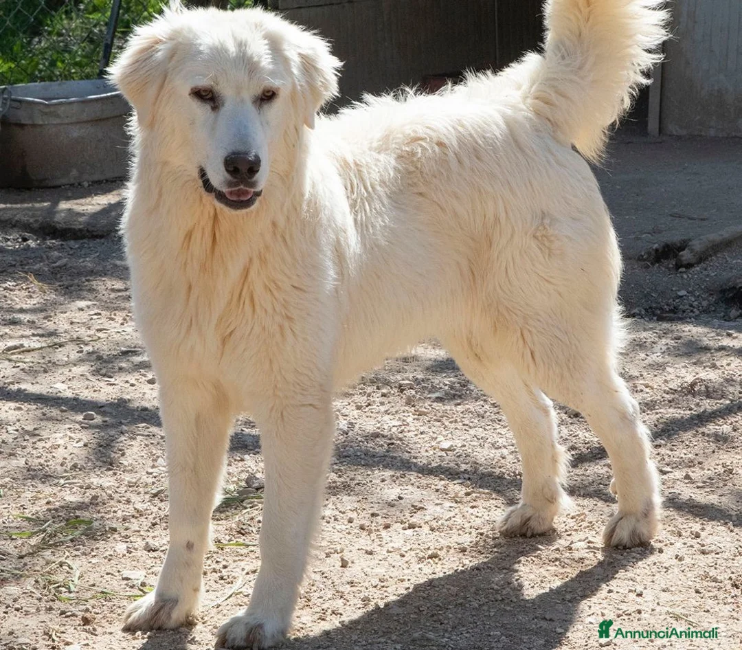 Meticcio cani in regalo: IL TENERISSIMO LUCKY a Provincia di Brescia - Annuncio 5