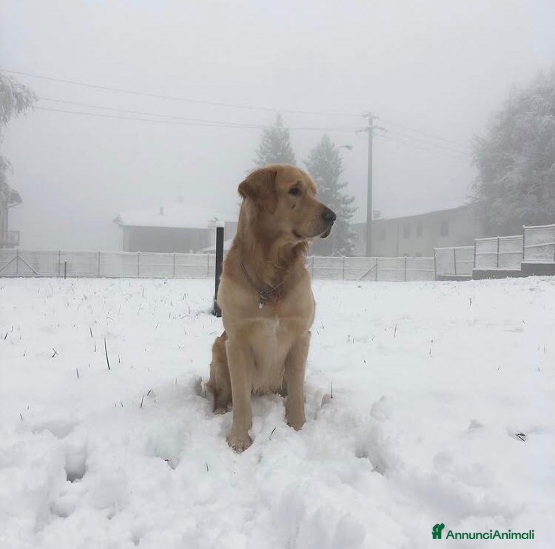 Golden Retriever cani per accoppiamento: Disponibile per accoppiamento - Annuncio 5