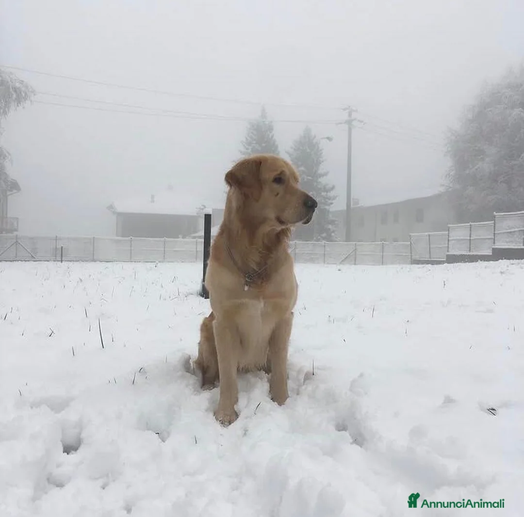 Golden Retriever cani per accoppiamento: Disponibile per accoppiamento - Annuncio 5