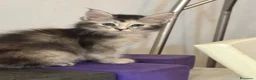 Maine Coon gatti in vendita: CUCCIOLE MAINE COON SHADED PREGIATE 3 rate - Annuncio 4
