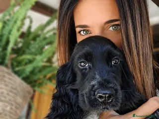 Cocker cani Asher cucciolo di cocker spaniel inglese - Annuncio 1
