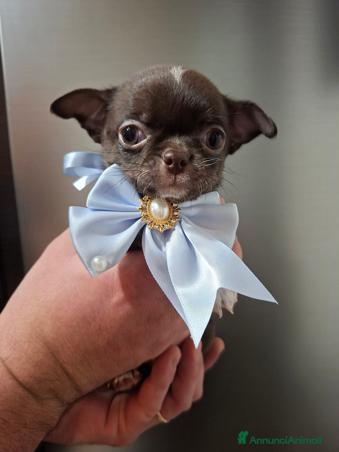 Chihuahua cani in vendita: Chihuahua  - Annuncio 7