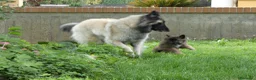 Pastore Belga cani in vendita: TERVUEREN Pastore belga - Annuncio 4