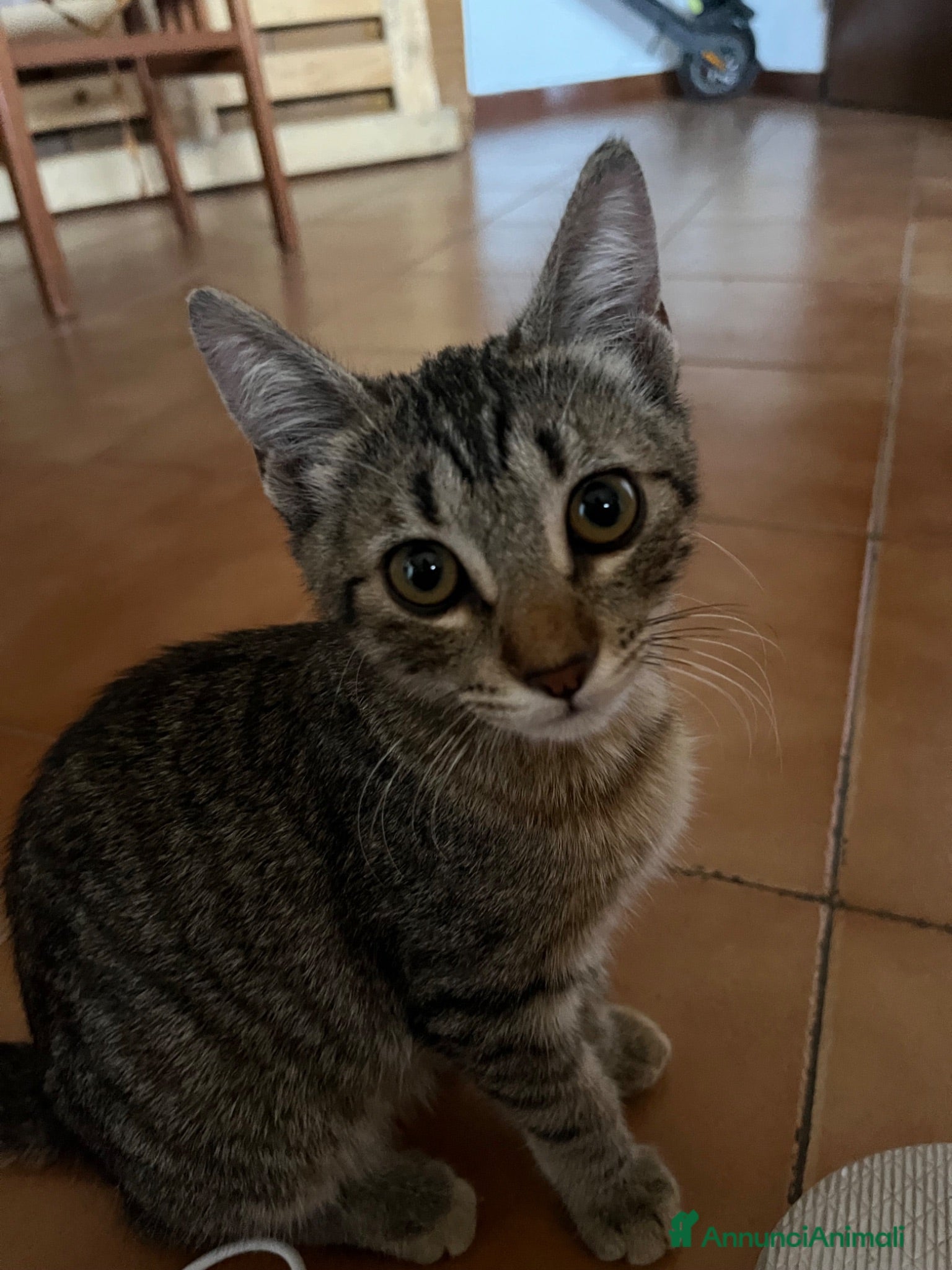 Meticcio gatti REGALO gattinA di 3 mesi circa😺 - Annuncio 2