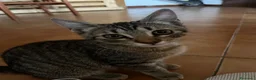 Meticcio gatti in regalo: REGALO gattinA di 3 mesi circa😺 - Annuncio 1