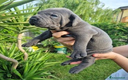 Cane Corso cani in vendita: Cuccioli di cane corso alta genealogia  a Provincia di Verona - Immagine 1