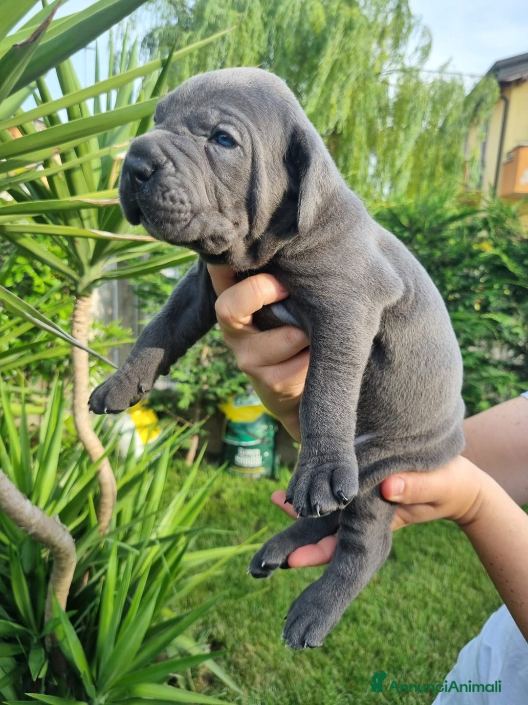 Cane Corso cani in vendita: Cuccioli di cane corso alta genealogia  a Provincia di Verona - Immagine 1