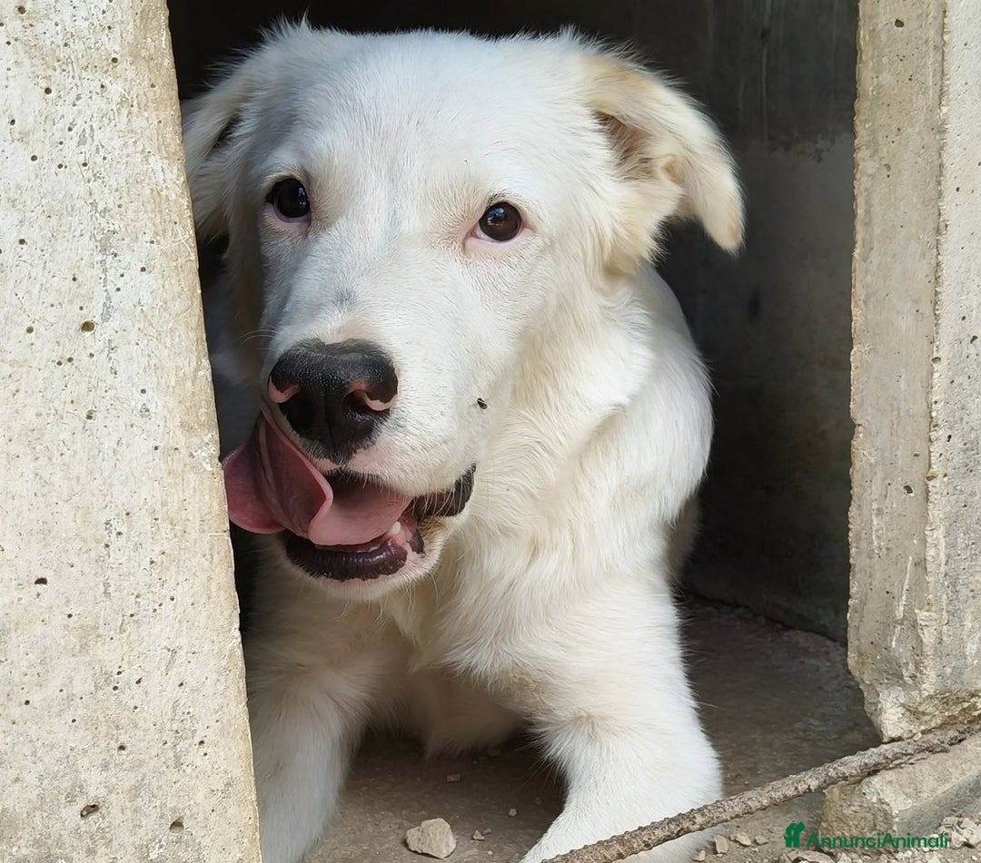 Meticcio cani in regalo: SIMPATICI E TENERI FRATELLINI - Annuncio 5