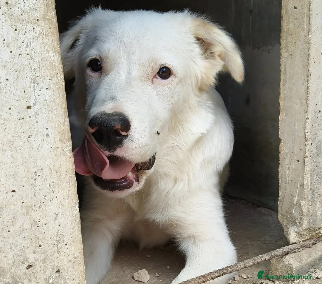Meticcio cani in regalo: SIMPATICI E TENERI FRATELLINI - Annuncio 5