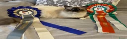 Ragdoll gatti in vendita: Gattina ragdoll con pedigree - Annuncio 2