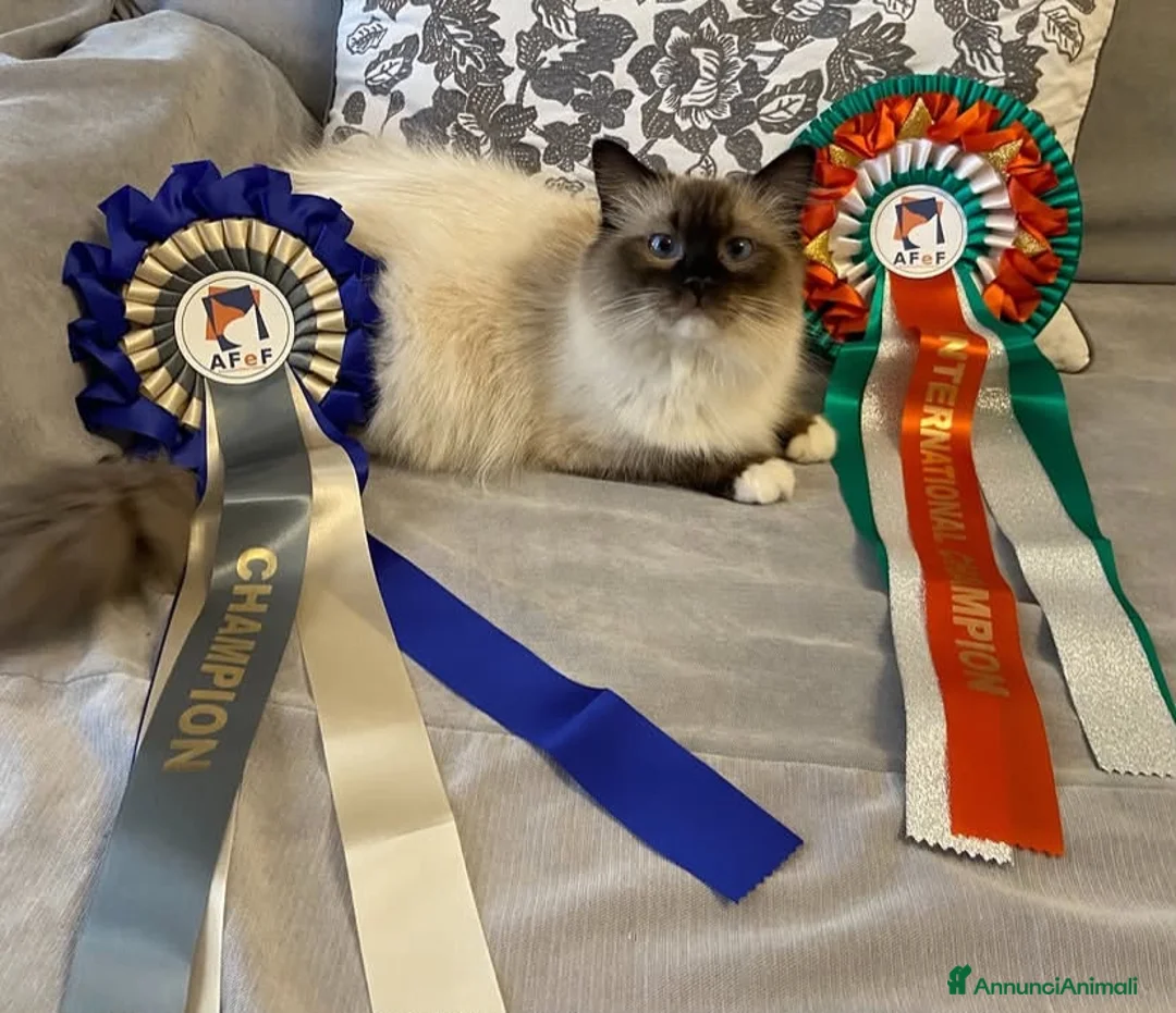 Ragdoll gatti in vendita: Gattina ragdoll con pedigree - Annuncio 2
