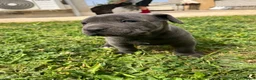 Cane Corso cani in vendita: Cucciola di cane corso!!  - Annuncio 11