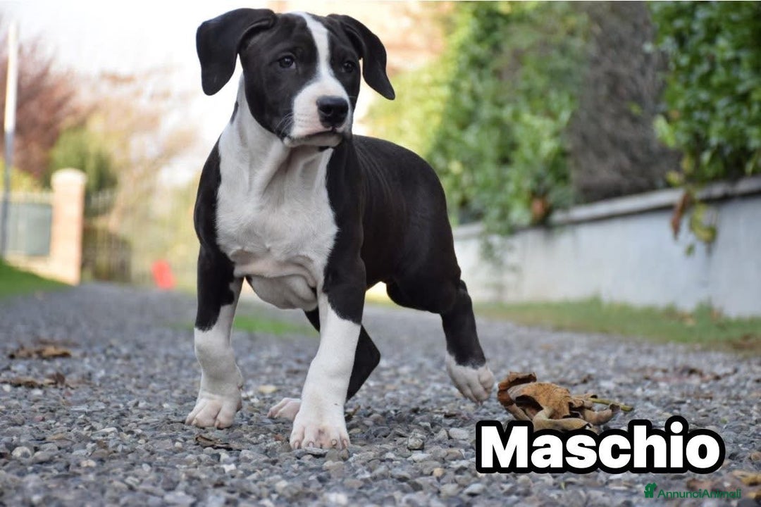 Pitbull cani in vendita: Allevamento professionale propone anche a rate - Annuncio 9