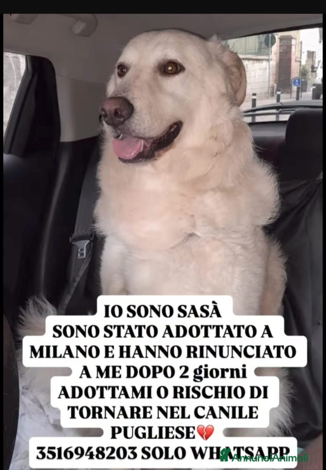 Meticcio cani 4anni kg27salito A MILANO E RIFIUTATO.TORNA AL SUD - Annuncio 4